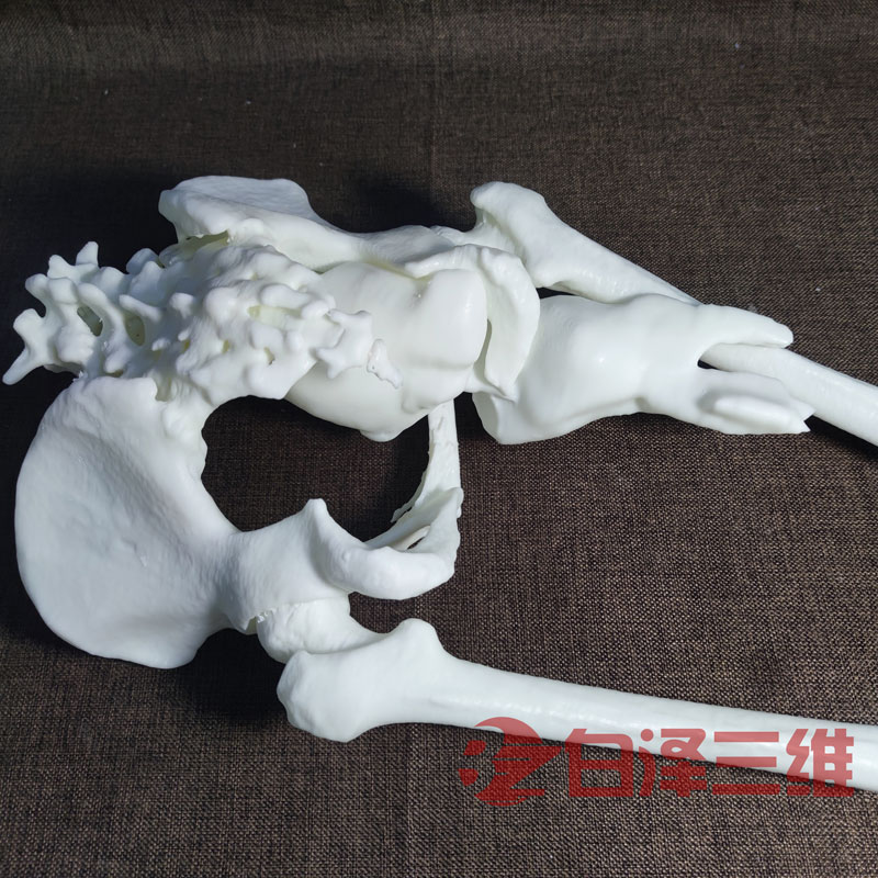 下肢骨體模型3D打印